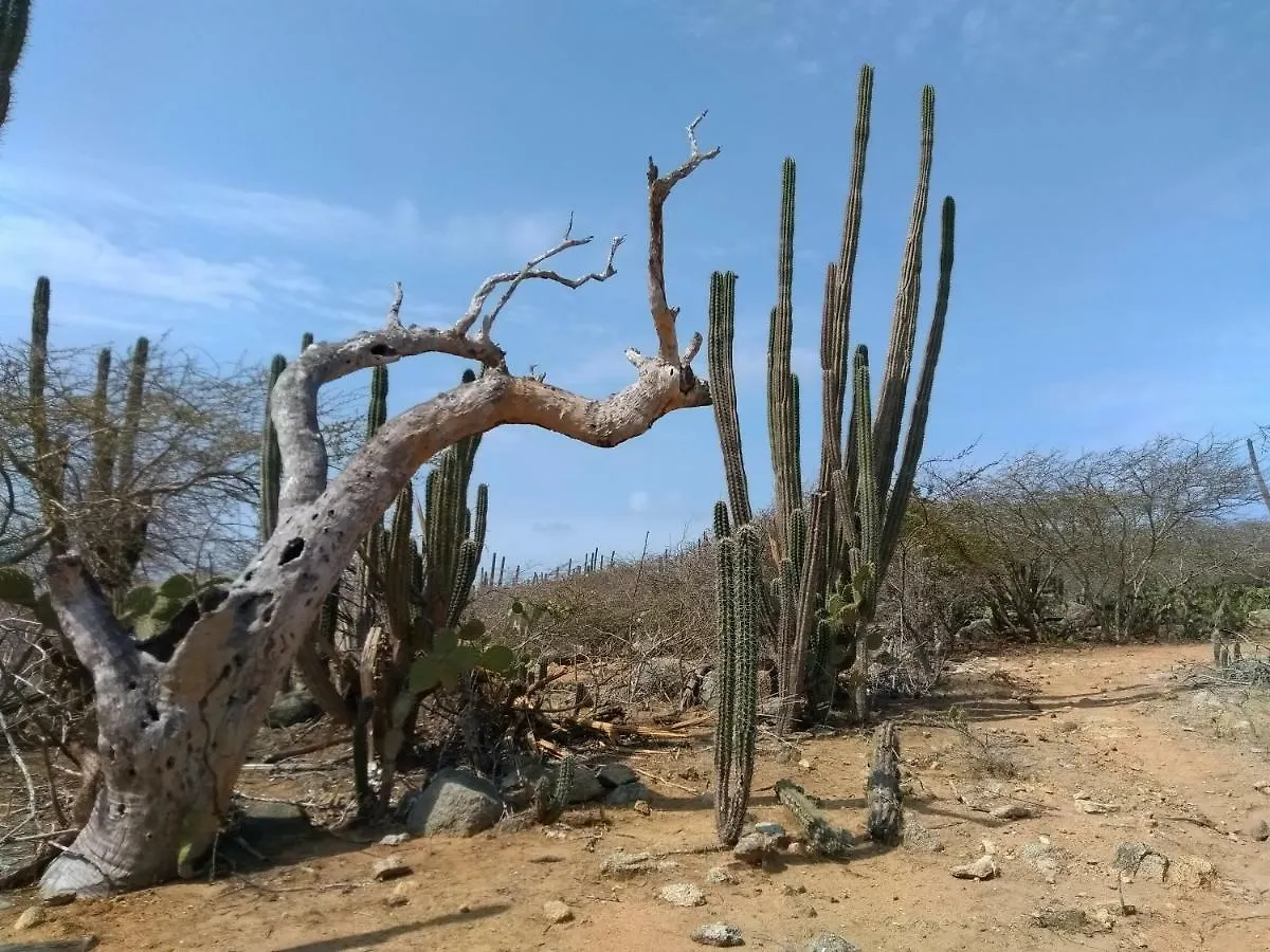 Art Bnb - Art, Nature, Adventure, Away From Tourism, Among Locals, Many Extras Savaneta Bed and breakfast