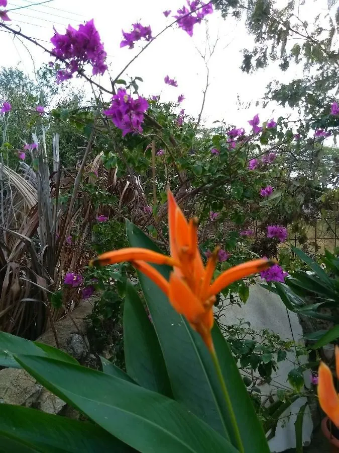 Art Bnb - Art, Nature, Adventure, Away From Tourism, Among Locals, Many Extras Savaneta Aruba