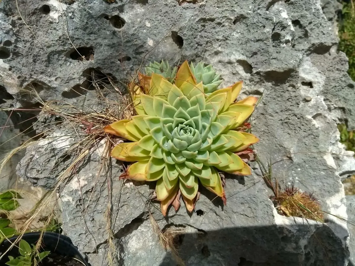 Art Bnb - Art, Nature, Adventure, Away From Tourism, Among Locals, Many Extras Savaneta 0*,  Aruba